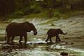 Botswana-2004 F04 21a