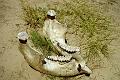 Botswana-2004 F05 20