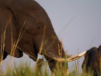 BOT07 196 21 178
