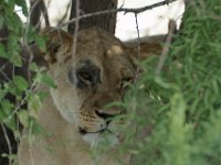 DSC02509a