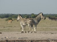 DSC02729a
