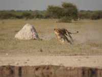 DSC02734a