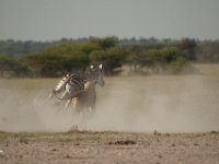 DSC02739a
