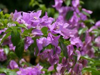 DSC03041a