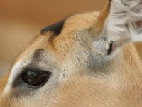 DSC03183a