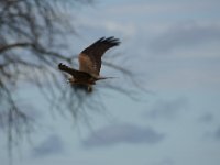 DSC03617a