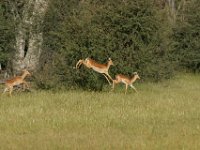DSC03756a
