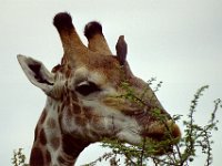 KNP05 01 21
