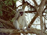 KNP05 01 33