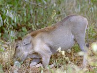 KNP05 04 08