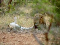 KNP05 04 21