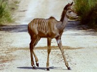 KNP05 06 11