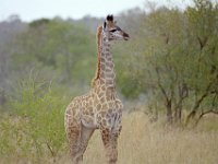 KNP05 11 03