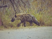 KNP05 12 29