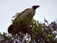KNP05 16 31