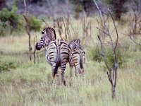 KNP05 17 02