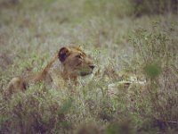 KNP05 17 06