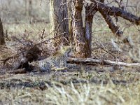 KNP05_19_31